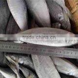 Frozen Horse Mackerel/Scad Mackerel/Jack Mackerel thumbnail-1
