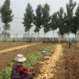 2015 Super Quality of the Potato thumbnail-1