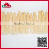 Cheap Canned White Asparagus for Sale CIQ HACCP QS FDA IFS BRC KOSHER HALAL Fresh and Cheap thumbnail-1