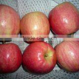 Fuji Apple Exporter in China thumbnail-1