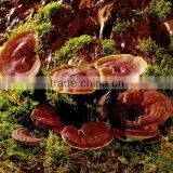 Chinese Professional High Tech Extract Lucidum Ganoderma thumbnail-6
