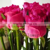 Flower Export Agent Flower Vase Quality Roses/Flowers From Yunnan