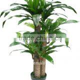 Highly imitation Dracaena plants