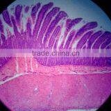 Indonesia Prepared Slides Sets