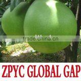 Chinese Sweet Honey Pomelo thumbnail-1