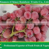 Import China Products of Fresh Red Globe Grape Red Tabel Grape