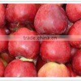 Huaniu Apple thumbnail-1