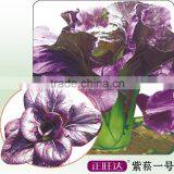 2016 Purple Vegetable Seeds Health Vegetables Seeds for Sale-Zi Song No.1 thumbnail-1