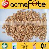 Chinese Canned Crispy Roasted and Salted Peanuts