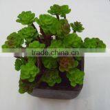 2014 Hot Selling Green Color Mini Artificial Succulent Bonsai