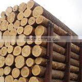 Wood Round Logs /Timber Log / Sawlogs / RUSSIAN ORIGIN thumbnail-2