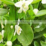 100% Original & Natural Bergamot Oil in India thumbnail-3