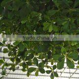 Artificial Large Outdoor Money Tree Green Large Artificial Decorative Rich Tree Money Plant Tree thumbnail-6