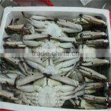 Seafood and Iqf Soft Shell Crab thumbnail-1