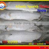 W/R FROZEN W/R ATLANTIC SPANISH MACKEREL thumbnail-1