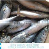 Best Price For Canned Frozen Mackerel Fish thumbnail-3