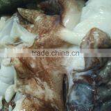 Frozen Giant Squid Neck thumbnail-3