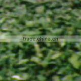 KASURI METHI thumbnail-1