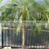 Phoenix Roebelenii thumbnail-1