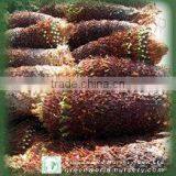 Cycas Revoluta Washing thumbnail-1