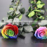 Wholesale Beautiful Real Natural Preserved Flower Preserved Rose With Stem thumbnail-1