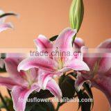 Natural Real Touch Lilium Sorbonne Lily For Cut Flower thumbnail-3