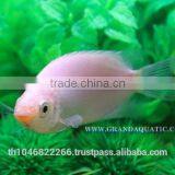 Kissing Gourami Fish Farm For Sale / Thailand Tropical Fish Exporter thumbnail-5
