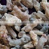 INDIAN OLIBANUM TREE thumbnail-1