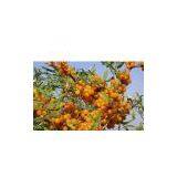 Seabuckthorn Extract thumbnail-1