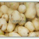 Commercial Fish Scale Peeling Machine Sweet Potato Taro Radish Ginger Peeling Machine thumbnail-3