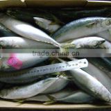 High quality WR frozen Scomber japonicus mackerel 250-300g