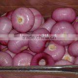 Yafod Chinese Red Onion