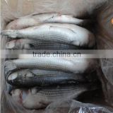 China Land frozen Roe off Grey mullet and mugil cephalus