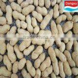 Peanuts in Shell