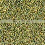 Green Millet thumbnail-1