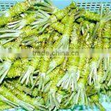 Wasabi Paste Made in Chinese Factory thumbnail-2