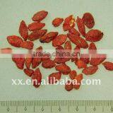 dried go ji berry seed from ningxia China in bulk