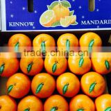 Kinnow fresh citrus mandarin orange