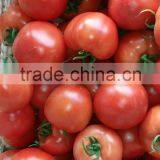 High Quality Fresh Tomato/farm Fresh Tomatos thumbnail-3