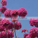 Tabebuia Pentaphylla thumbnail-5