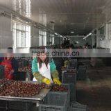 2015 New Crop Sweet and Easy Peeled Chestnuts for Sale thumbnail-5