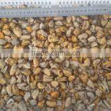 China Seafood Exporter Frozen Mussel Boiled Meat thumbnail-1