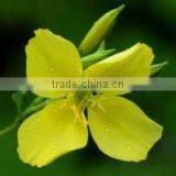 Bulk Cold Pressed Evening Primrose Oil GLA 10% thumbnail-2