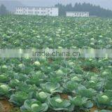 Dried Mealworms/Tenebrio Molitors for Pets thumbnail-5