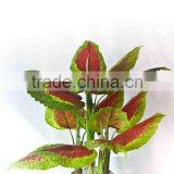 Mini Oramental Potted Plants thumbnail-1