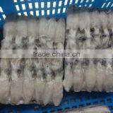 Block Frozen Baby Squid 500g/1kg thumbnail-5
