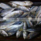 New Season Horse Mackerel Trachurus Japnonicus for Sale thumbnail-3