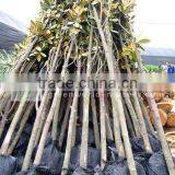 Magnolia Grandiflora Exporter and Grower thumbnail-1