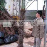 Trachycarpus Fortunei Potted and Rooted thumbnail-1