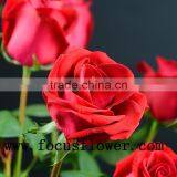 Wholesale Holland Roses Fresh Jasmine Flowers Carola for Wedding Decoration thumbnail-2